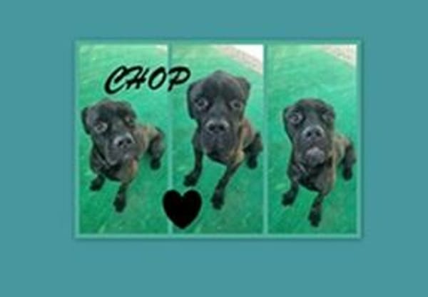 Chop sucht sein Glück