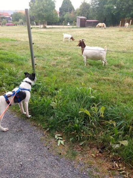 MIKY ° Charakterkopf sucht sein Zuhause
