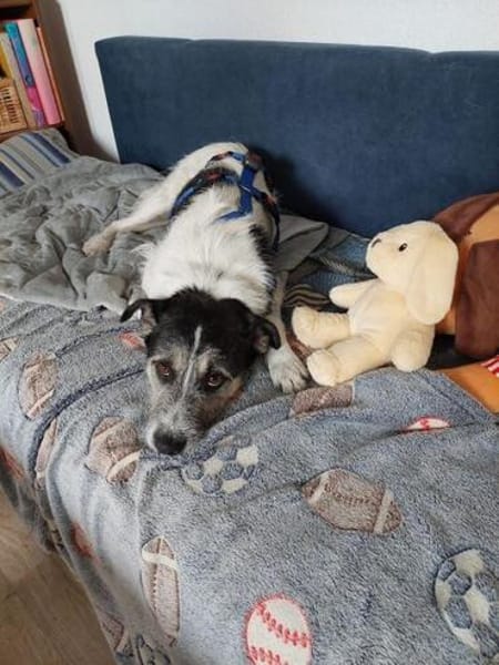 MIKY ° Charakterkopf sucht sein Zuhause