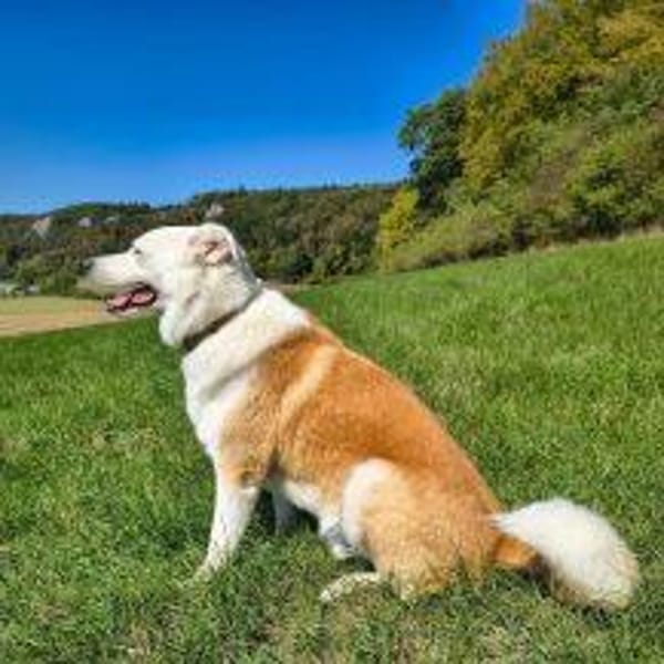 Harvey der ruhige Geselle