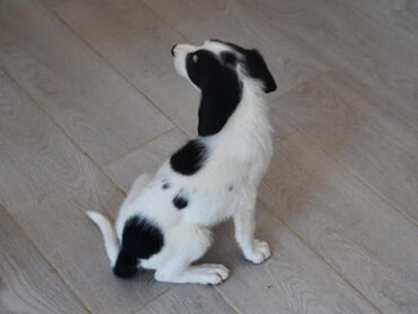 Nehmen Sie Santina bei sich auf?