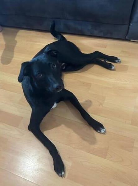 🐾Jogi 🐾 sucht sein für immer Zuhause