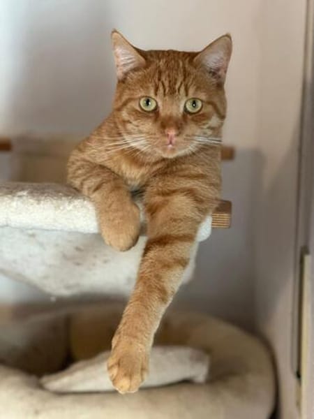 Garfield sucht sein Zuhause