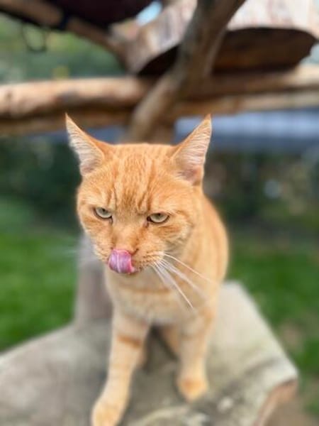 Garfield sucht sein Zuhause