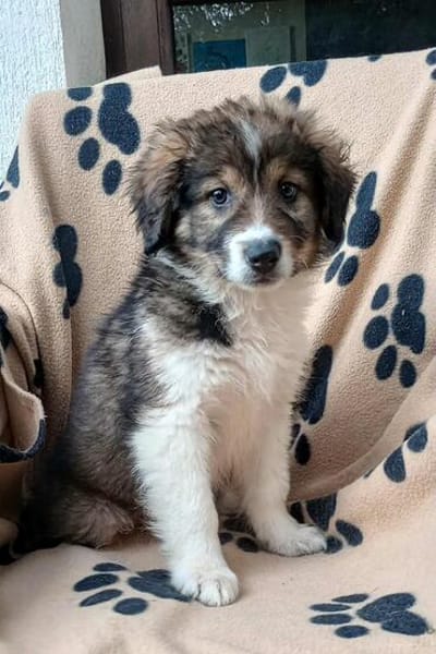 Honey💕Zuckermaus sucht ihre Familie