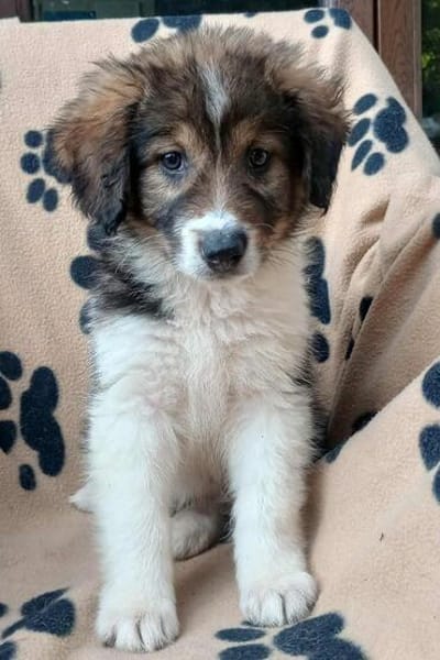 Honey💕Zuckermaus sucht ihre Familie