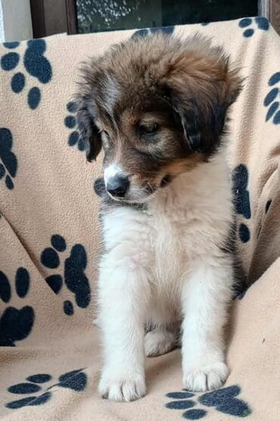 Honey💕Zuckermaus sucht ihre Familie