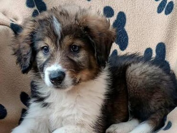 Honey💕Zuckermaus sucht ihre Familie