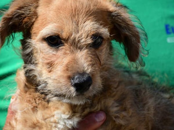Wird Alessia Ihr neues Familiemmitglied?