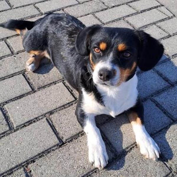 Ginger💕liebe und sehr freundliche kleine Hündin