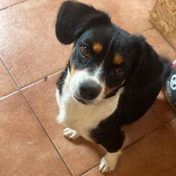 Ginger💕liebe und sehr freundliche kleine Hündin