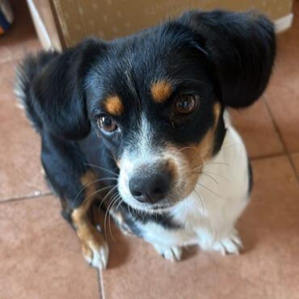 Ginger💕liebe und sehr freundliche kleine Hündin