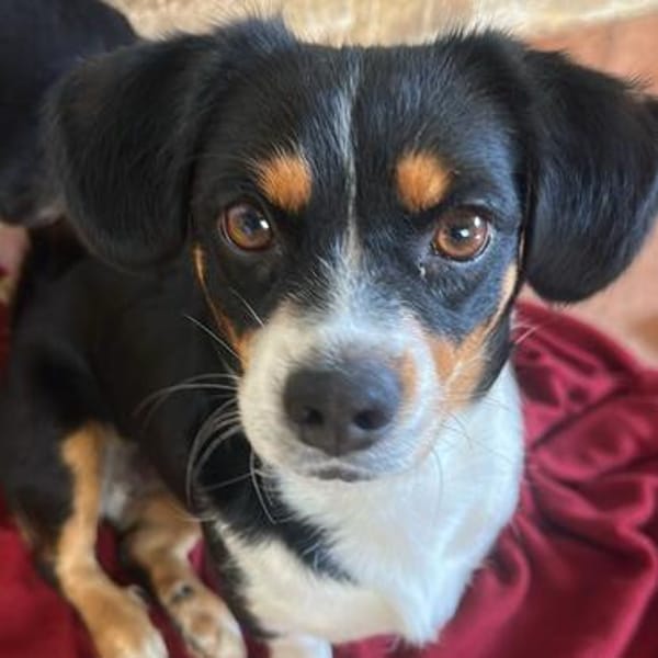 Ginger💕liebe und sehr freundliche kleine Hündin
