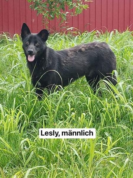 LESLY auf PS in 65594 Runkel