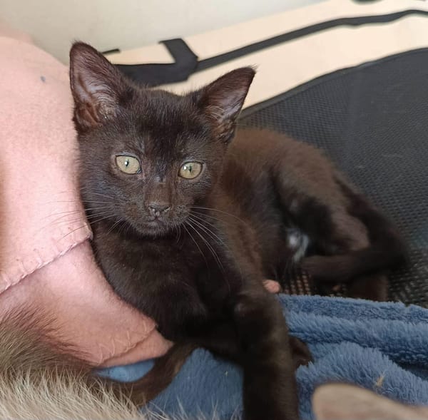 Ginny et Georgia
