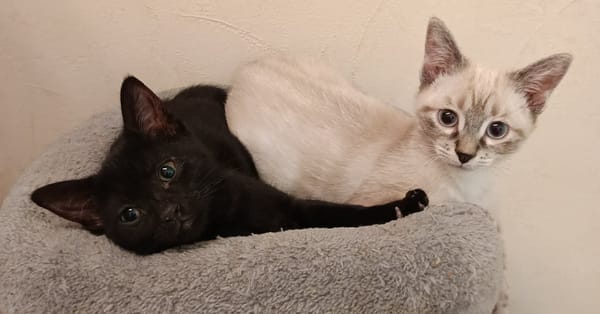 Ginny et Georgia