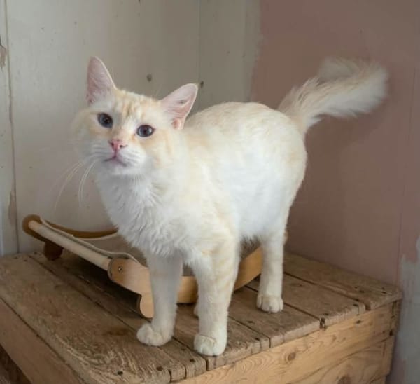 Abricot