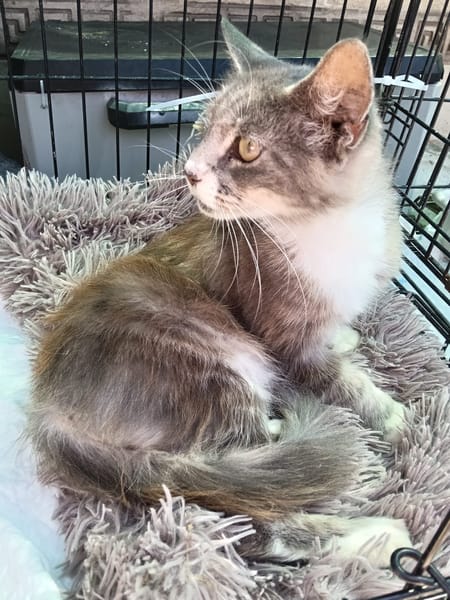 AMELIA