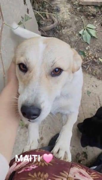 Maiti