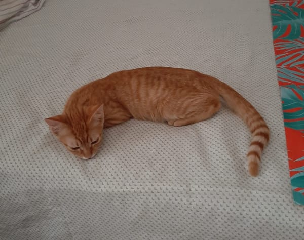 ALVIN