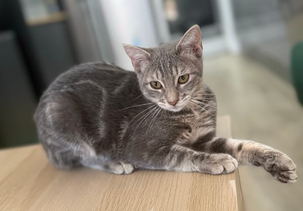 MONONOKÉ À ADOPTER AVEC UN CHAT DÉJÀ PRÉSENT CHEZ VOUS