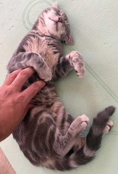 MONONOKÉ À ADOPTER AVEC UN CHAT DÉJÀ PRÉSENT CHEZ VOUS