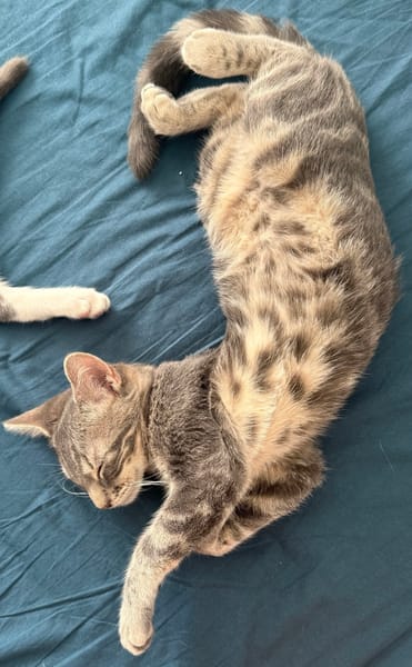 MONONOKÉ À ADOPTER AVEC UN CHAT DÉJÀ PRÉSENT CHEZ VOUS