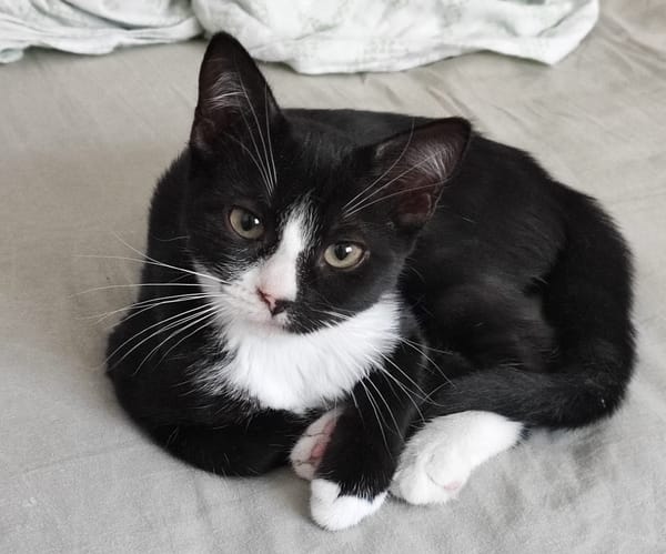 CHIHIRO À ADOPTER AVEC UN CHAT DÉJÀ PRÉSENT CHEZ VOUS