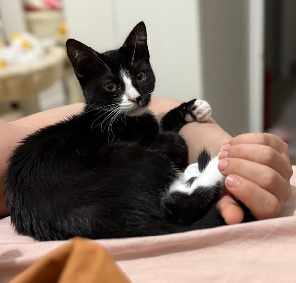 CHIHIRO À ADOPTER AVEC UN CHAT DÉJÀ PRÉSENT CHEZ VOUS