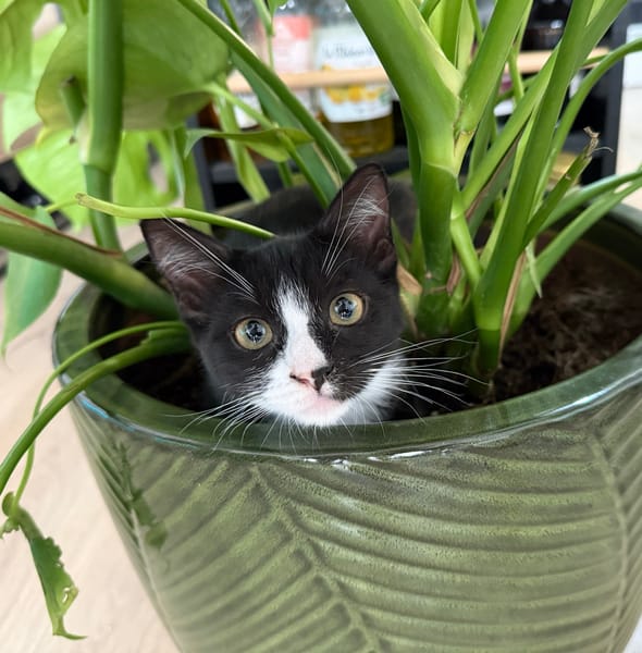 CHIHIRO À ADOPTER AVEC UN CHAT DÉJÀ PRÉSENT CHEZ VOUS