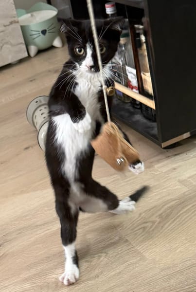 CHIHIRO À ADOPTER AVEC UN CHAT DÉJÀ PRÉSENT CHEZ VOUS
