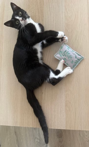 CHIHIRO À ADOPTER AVEC UN CHAT DÉJÀ PRÉSENT CHEZ VOUS