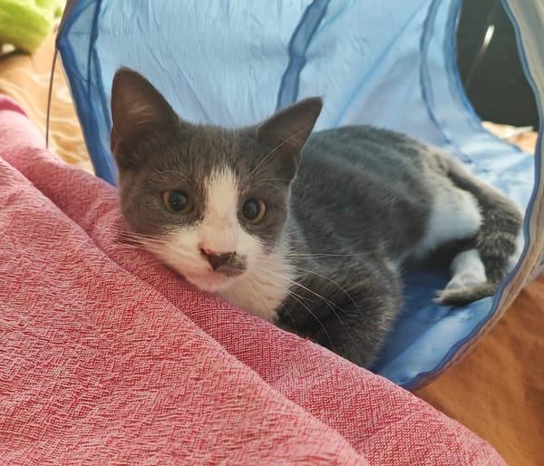 ARRIETY À ADOPTER AVEC UN CHAT DÉJÀ PRÉSENT CHEZ VOUS