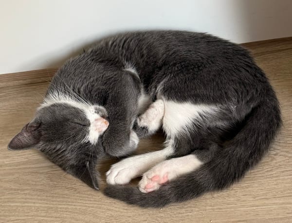 ARRIETY À ADOPTER AVEC UN CHAT DÉJÀ PRÉSENT CHEZ VOUS