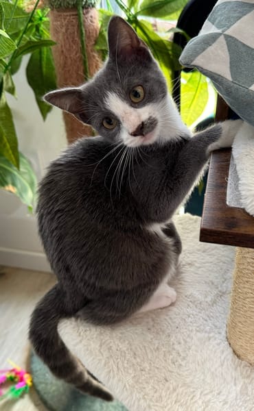 ARRIETY À ADOPTER AVEC UN CHAT DÉJÀ PRÉSENT CHEZ VOUS