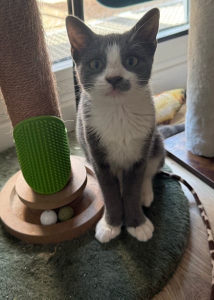 ARRIETY À ADOPTER AVEC UN CHAT DÉJÀ PRÉSENT CHEZ VOUS