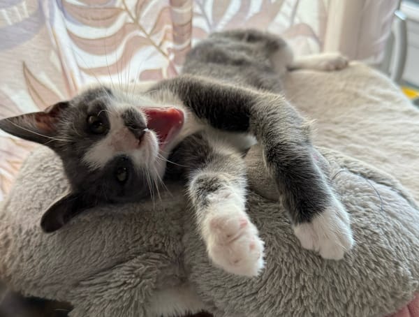 ARRIETY À ADOPTER AVEC UN CHAT DÉJÀ PRÉSENT CHEZ VOUS