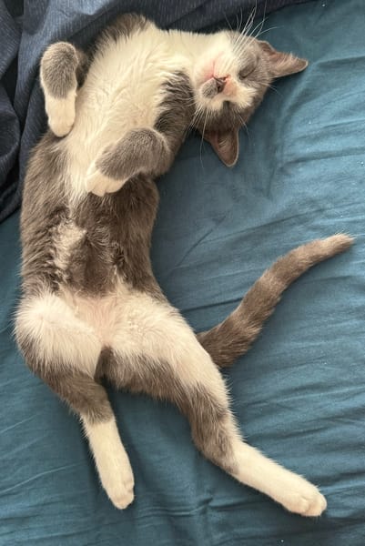 ARRIETY À ADOPTER AVEC UN CHAT DÉJÀ PRÉSENT CHEZ VOUS