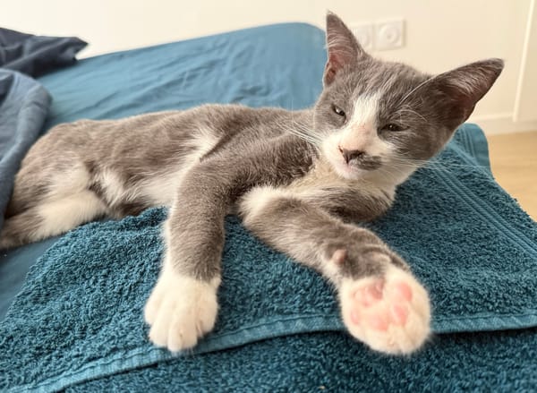 ARRIETY À ADOPTER AVEC UN CHAT DÉJÀ PRÉSENT CHEZ VOUS