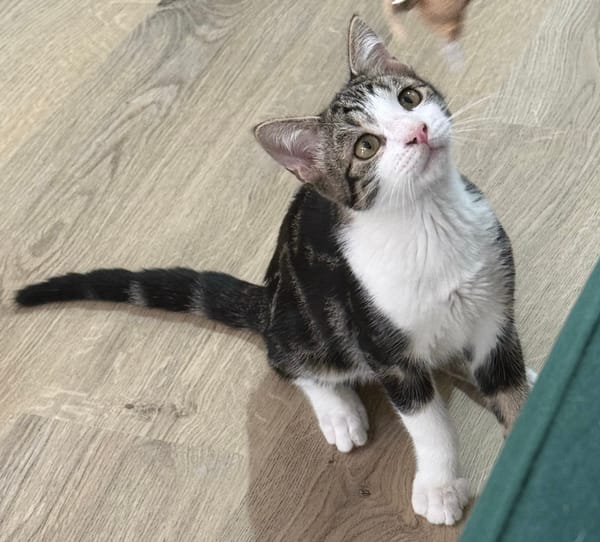 KANTO À ADOPTER AVEC UN CHAT DÉJÀ PRÉSENT CHEZ VOUS