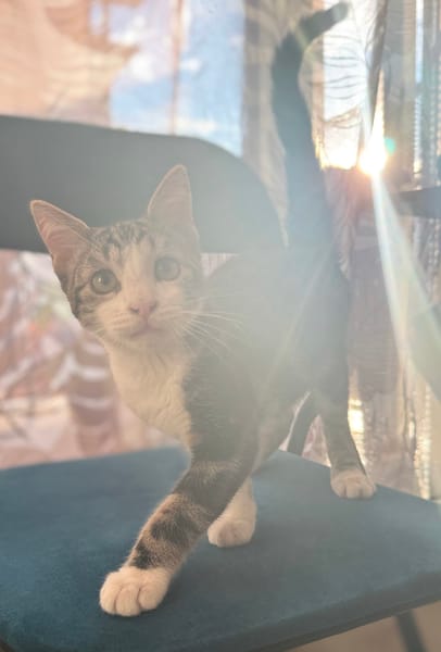 KANTO À ADOPTER AVEC UN CHAT DÉJÀ PRÉSENT CHEZ VOUS