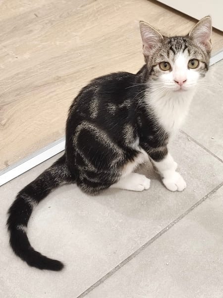 KANTO À ADOPTER AVEC UN CHAT DÉJÀ PRÉSENT CHEZ VOUS