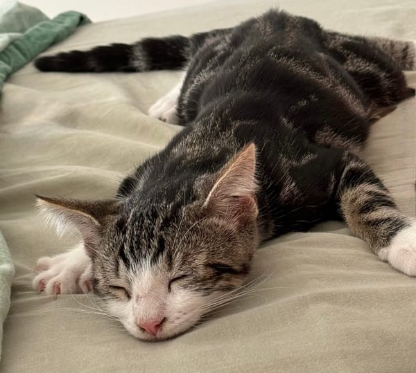 KANTO À ADOPTER AVEC UN CHAT DÉJÀ PRÉSENT CHEZ VOUS