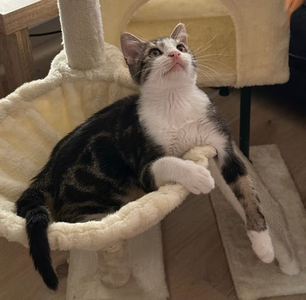 KANTO À ADOPTER AVEC UN CHAT DÉJÀ PRÉSENT CHEZ VOUS
