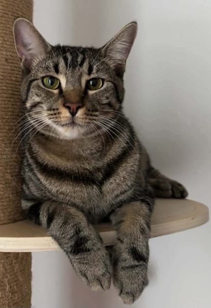 QITA À ADOPTER AVEC UN COPAIN CHAT