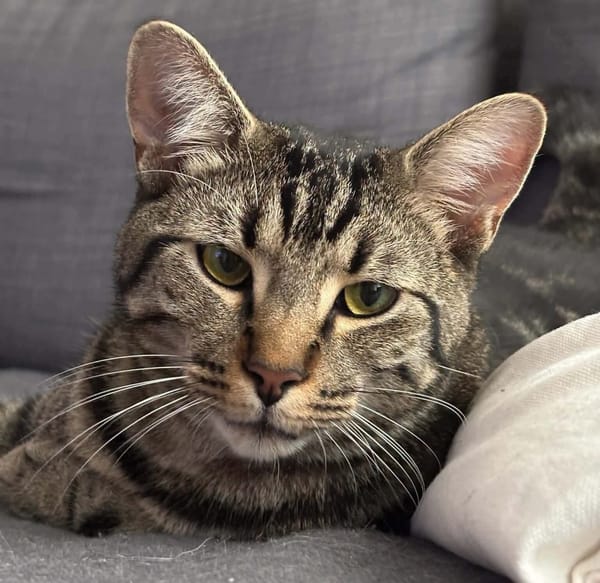 QITA À ADOPTER AVEC UN COPAIN CHAT