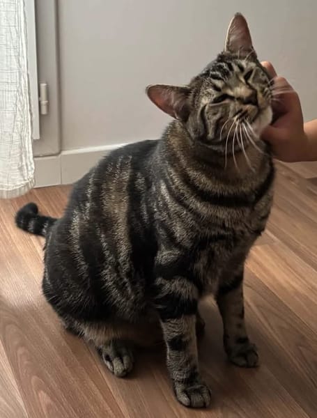 QITA À ADOPTER AVEC UN COPAIN CHAT