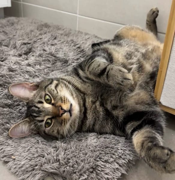 QITA À ADOPTER AVEC UN COPAIN CHAT