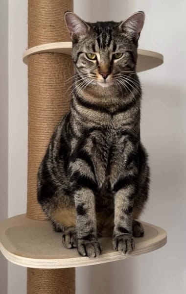 QITA À ADOPTER AVEC UN COPAIN CHAT