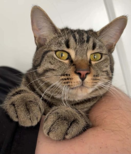 QITA À ADOPTER AVEC UN COPAIN CHAT